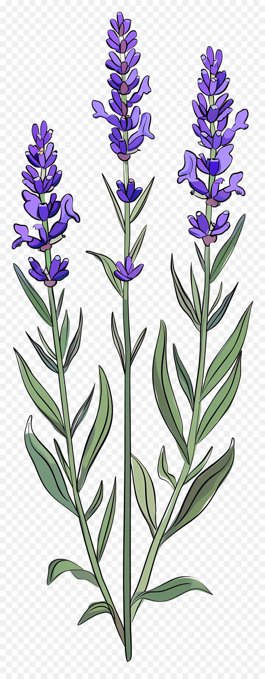 Bunga Lavender，Ungu PNG