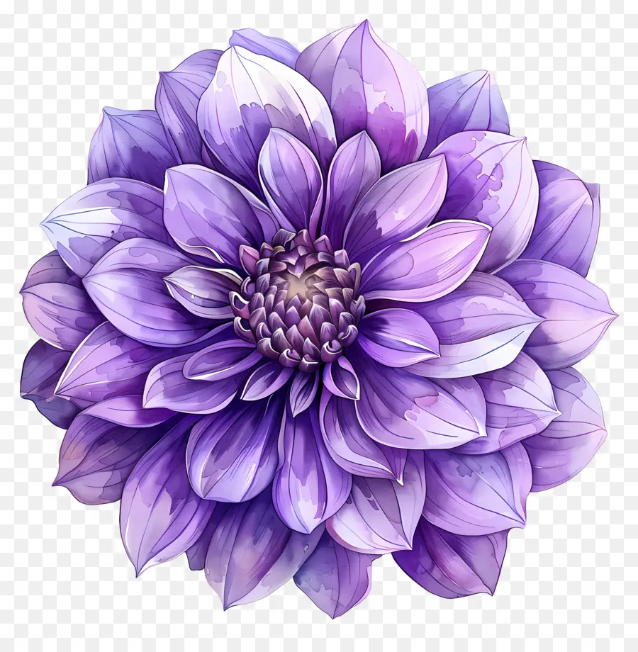 Bunga Dahlia，Bunga Ungu PNG