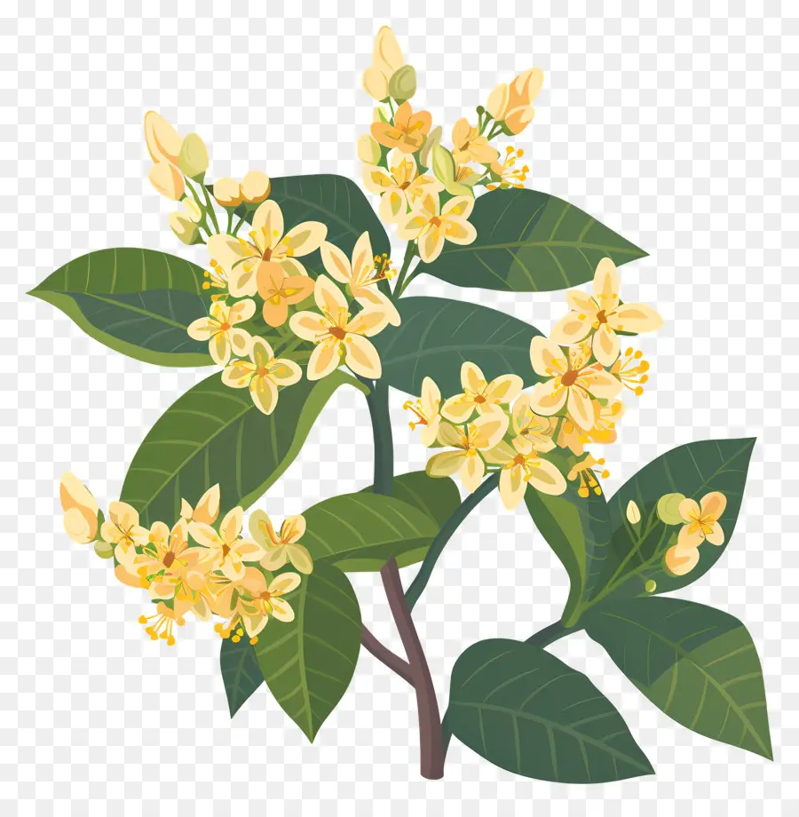 Bunga Osmanthus，Bunga Kuning PNG