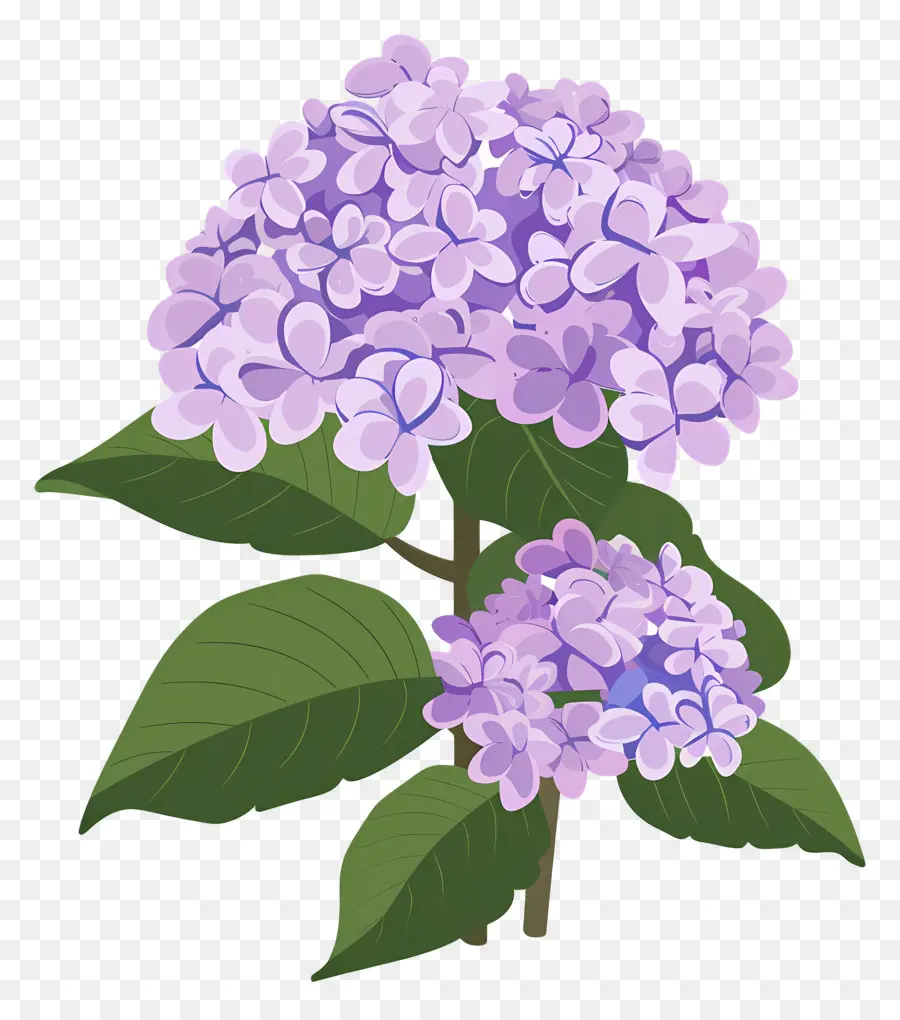 Semak Hydrangea，Bunga Ungu PNG