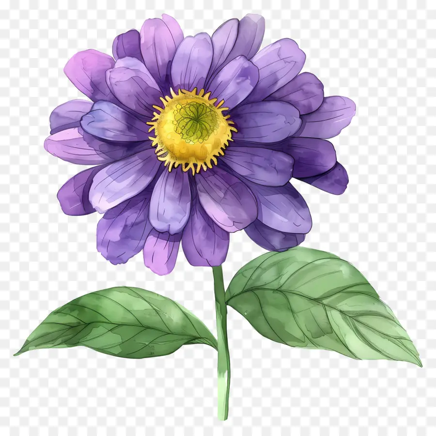 Bunga Dahlia，Bunga Ungu PNG