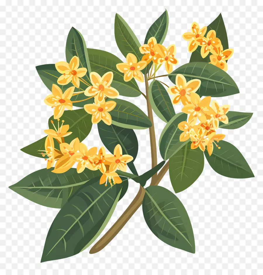 Bunga Osmanthus，Bunga Kuning PNG