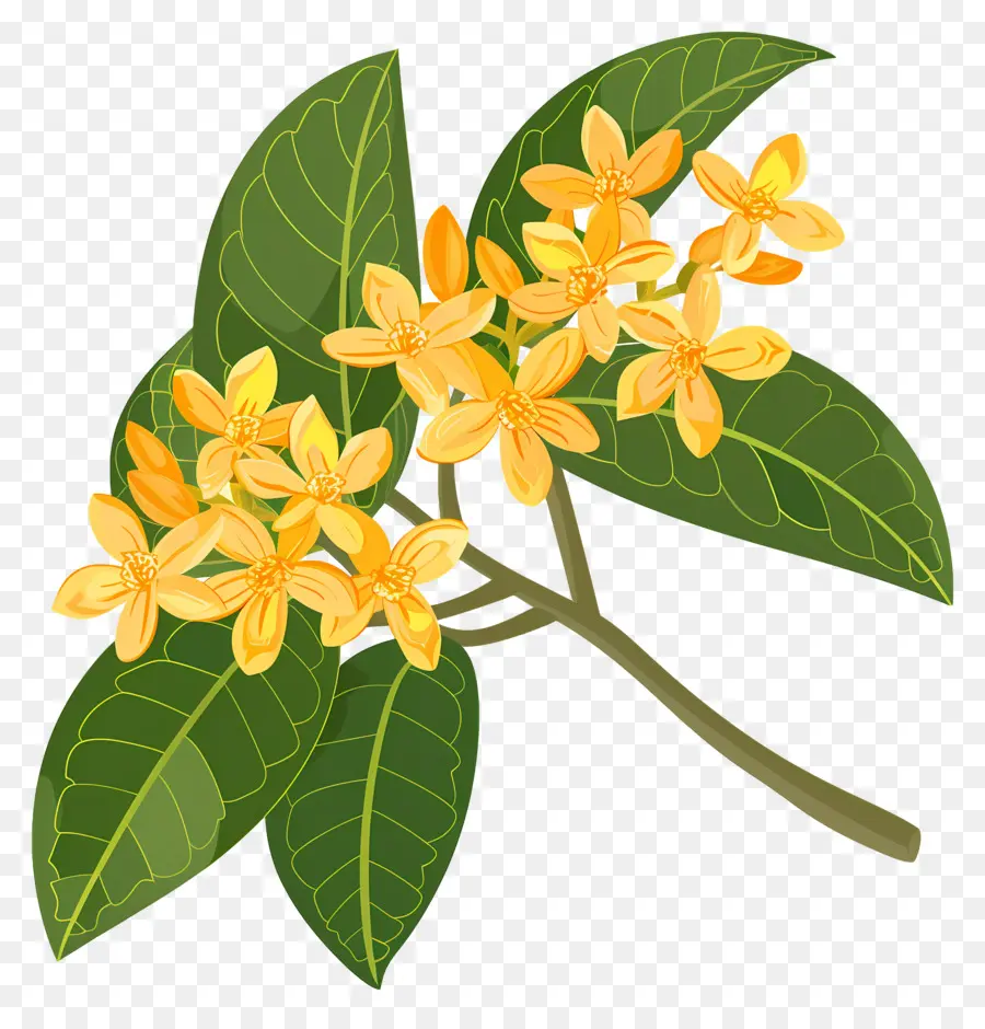 Bunga Osmanthus，Bunga Kuning PNG