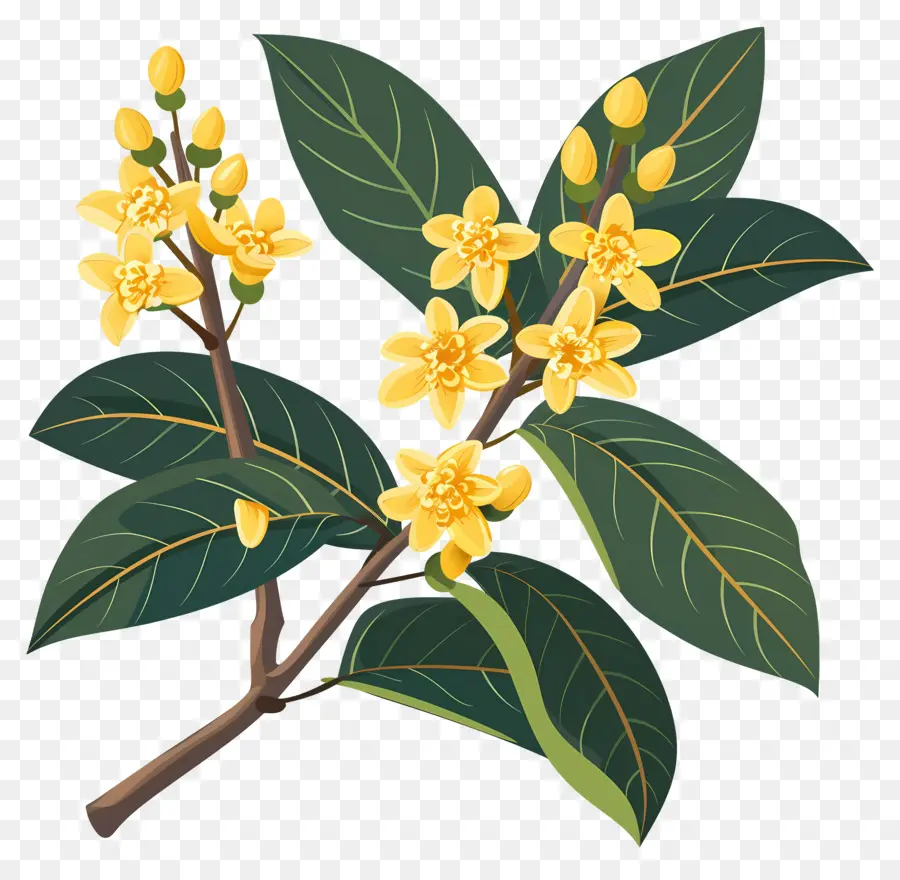 Bunga Osmanthus，Bunga Kuning PNG