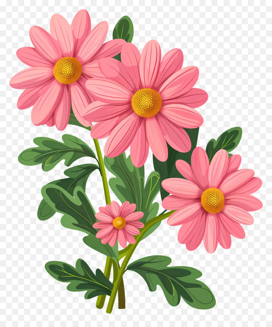 Bunga Daisy，Bunga Merah Muda PNG