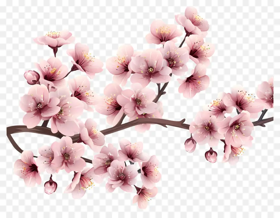 Bunga Sakura，Sakura PNG