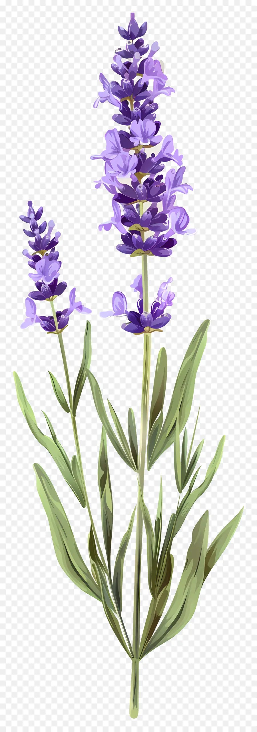 Bunga Lavender，Warna Lembayung Muda PNG