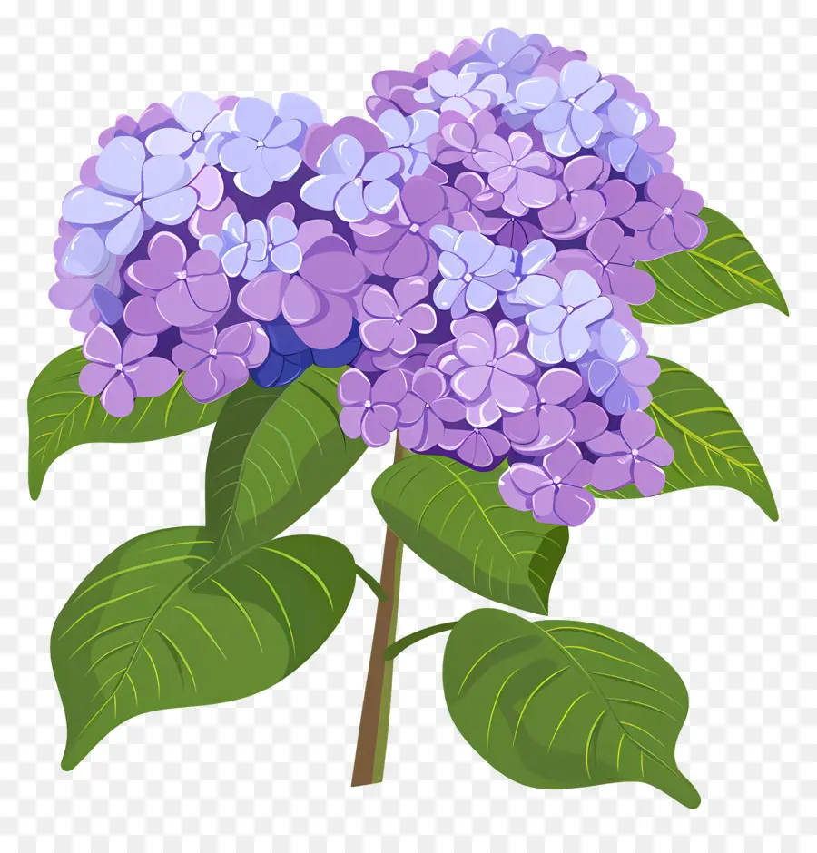 Semak Hydrangea，Bunga Ungu PNG