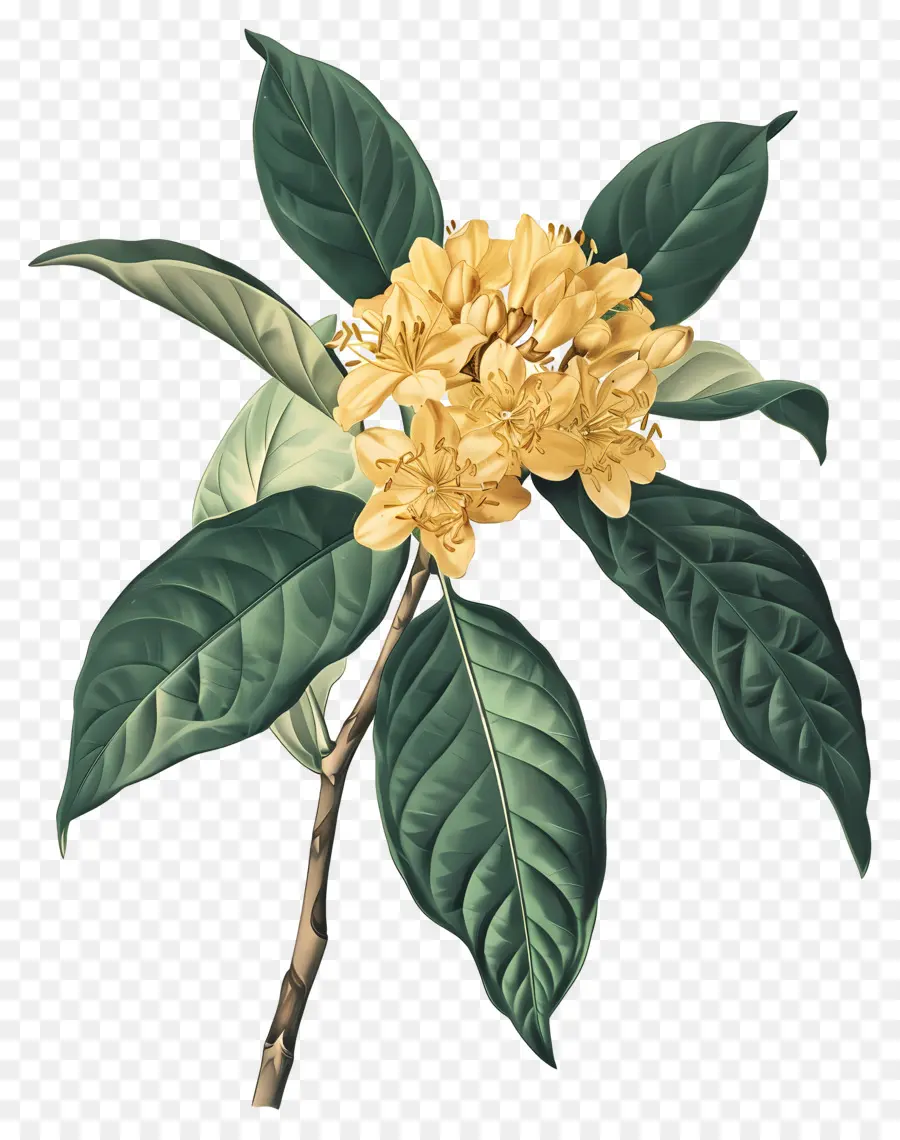 Bunga Osmanthus，Bunga Kuning PNG