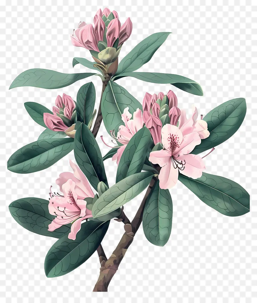 Bunga Antik，Rhododendron Merah Muda PNG