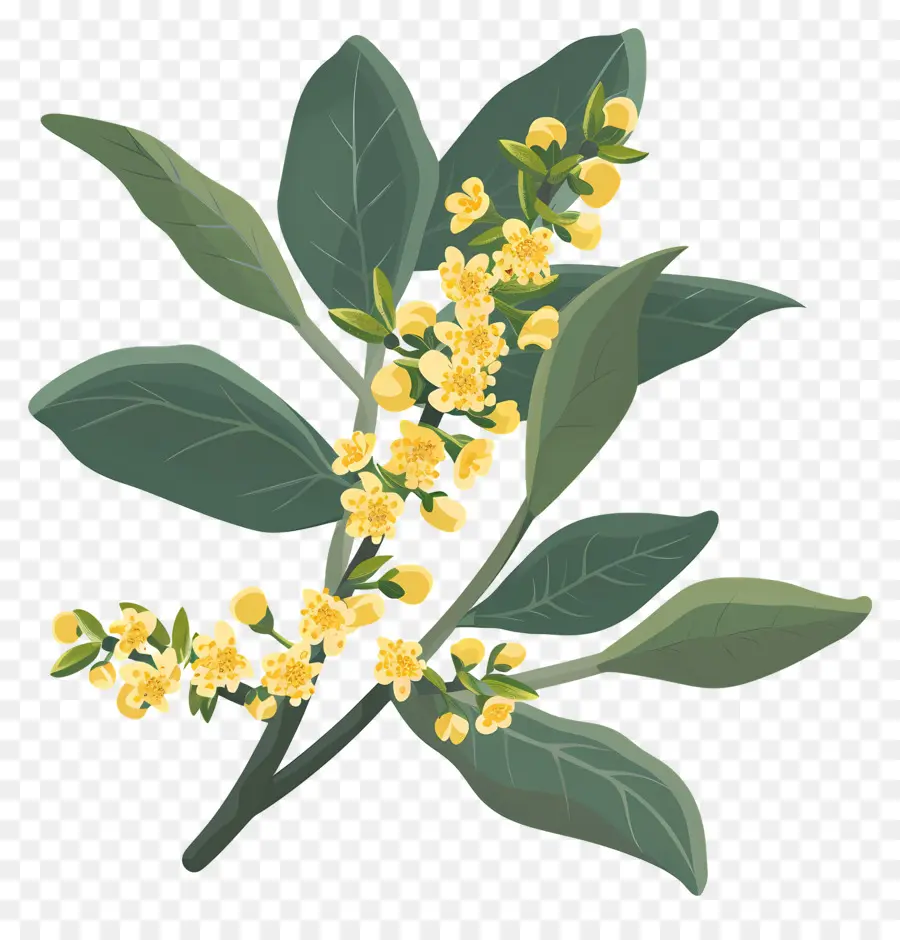 Bunga Osmanthus，Bunga Kuning PNG