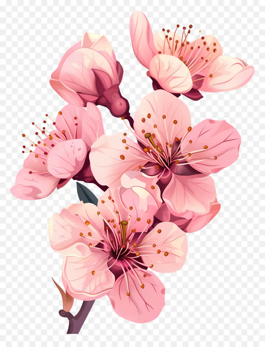 Bunga Sakura，Bunga Merah Muda PNG