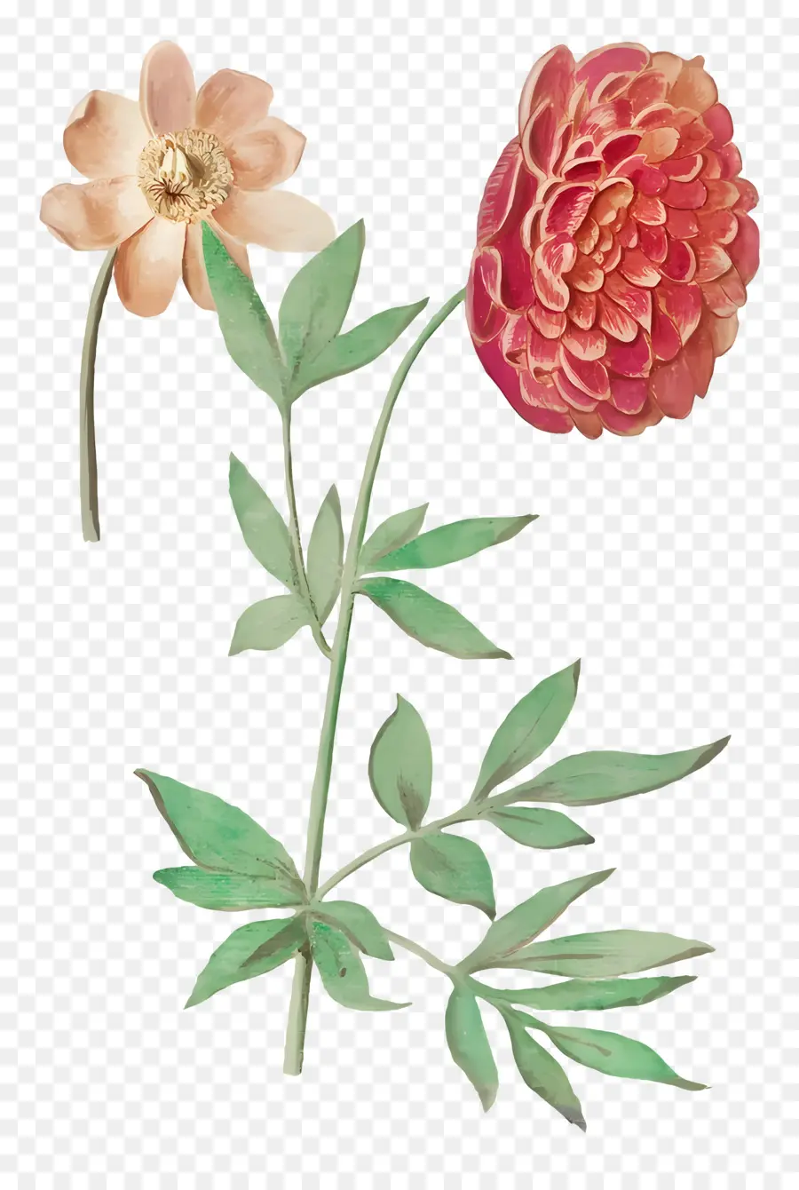 Bunga Antik，Peony PNG