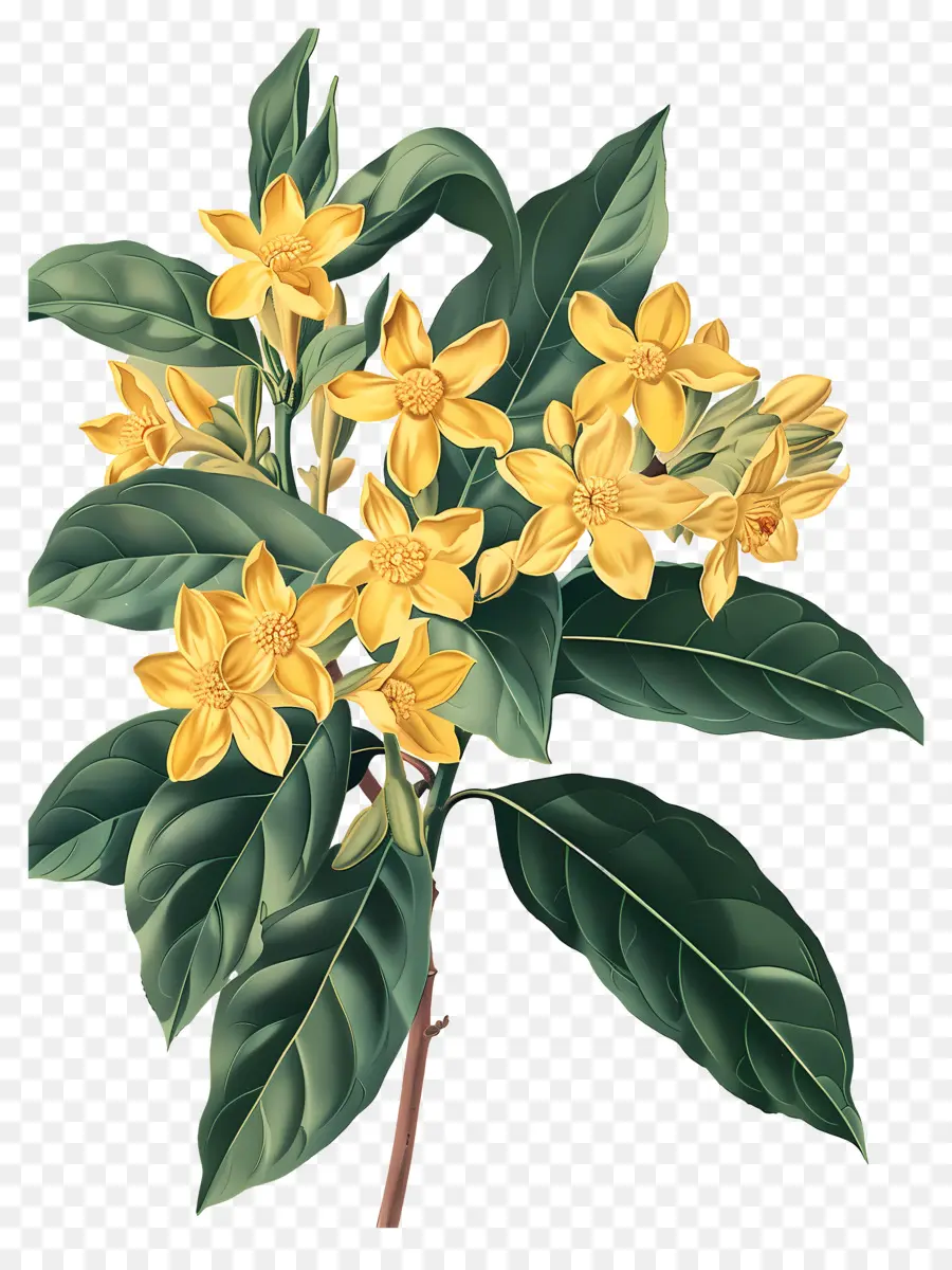 Bunga Osmanthus，Bunga Kuning PNG