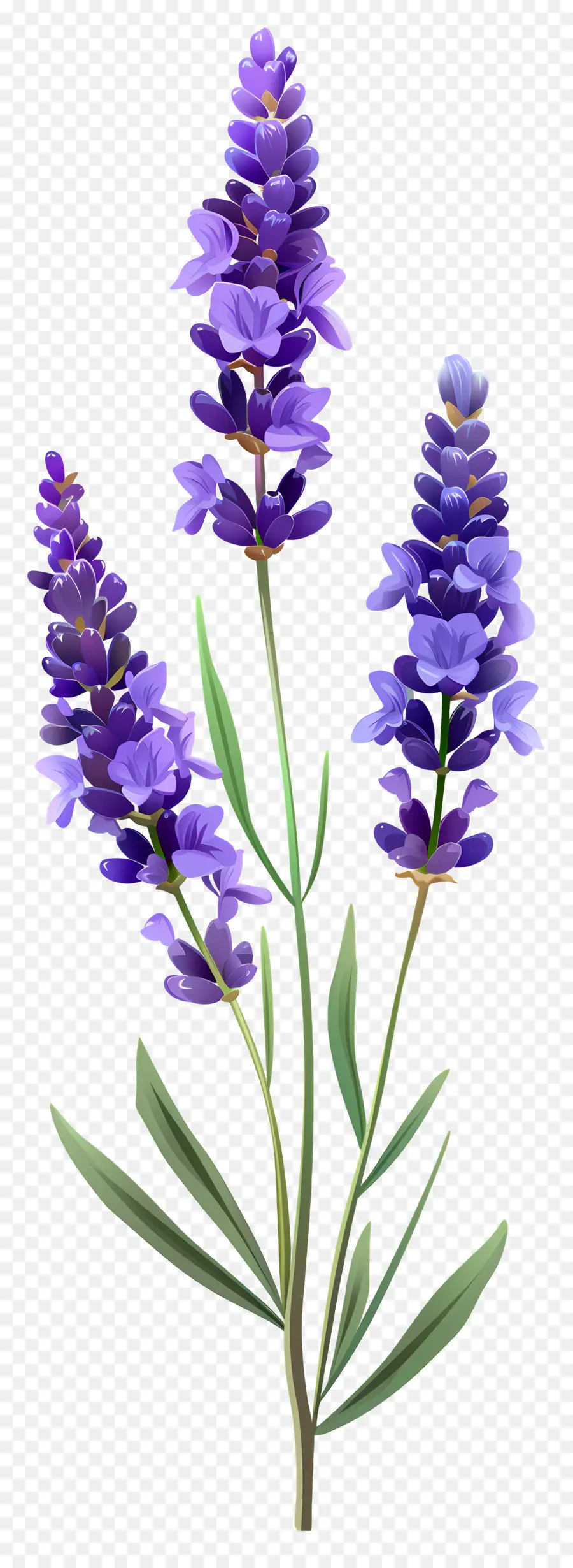 Bunga Lavender，Bunga Ungu PNG