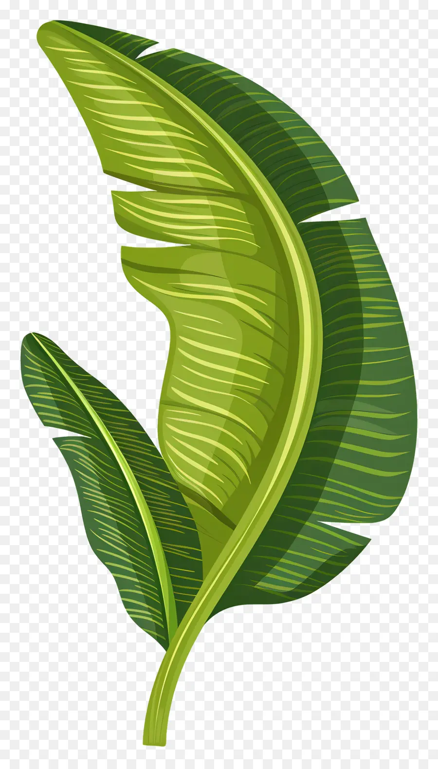 Daun Tropis，Hijau Daun PNG