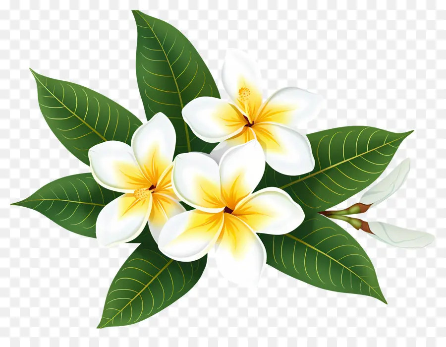 Bunga Kamboja，Bunga Plumeria PNG