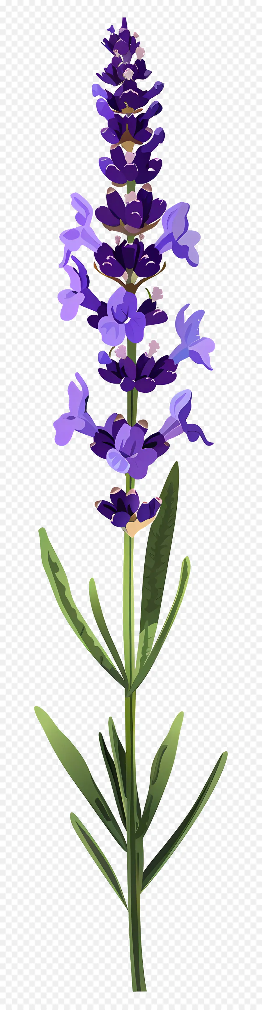 Bunga Lavendel，Bunga Ungu PNG