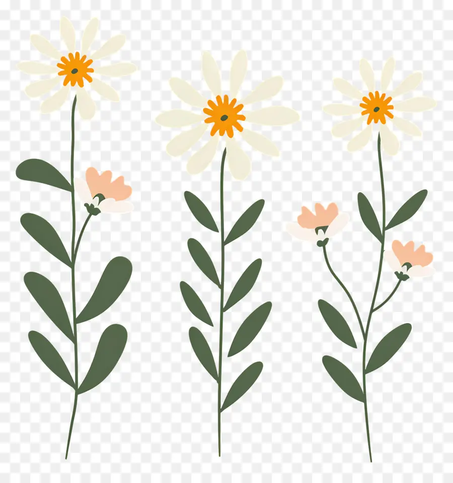 Bunga Daisy，Bunga Aster Bergambar PNG