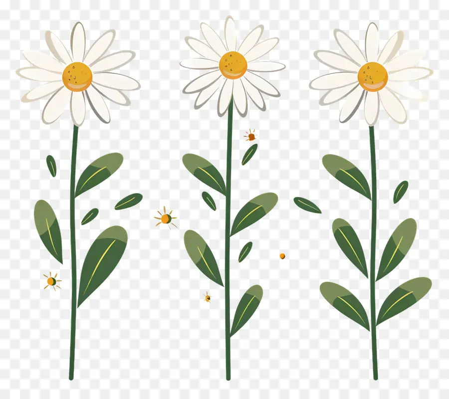 Bunga Daisy，Bunga Aster Bergambar PNG