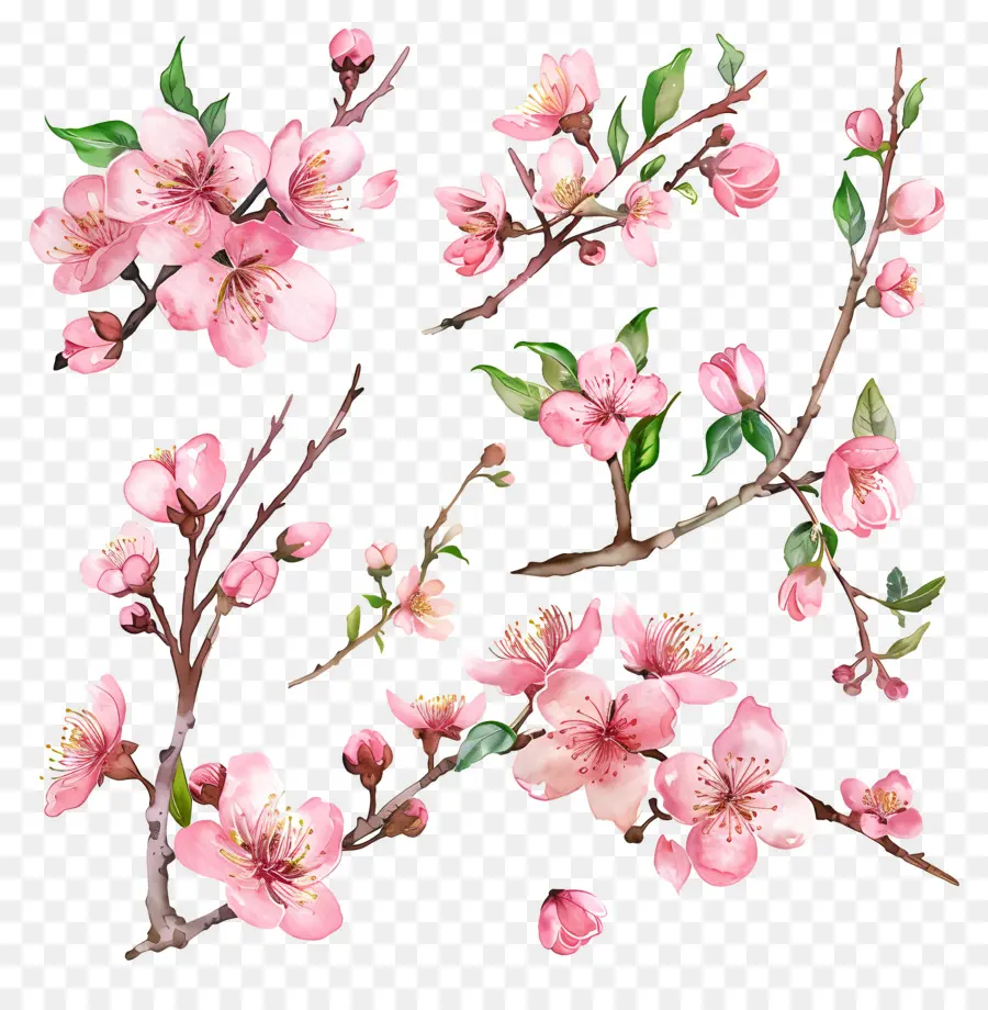 Bunga Sakura，Bunga PNG