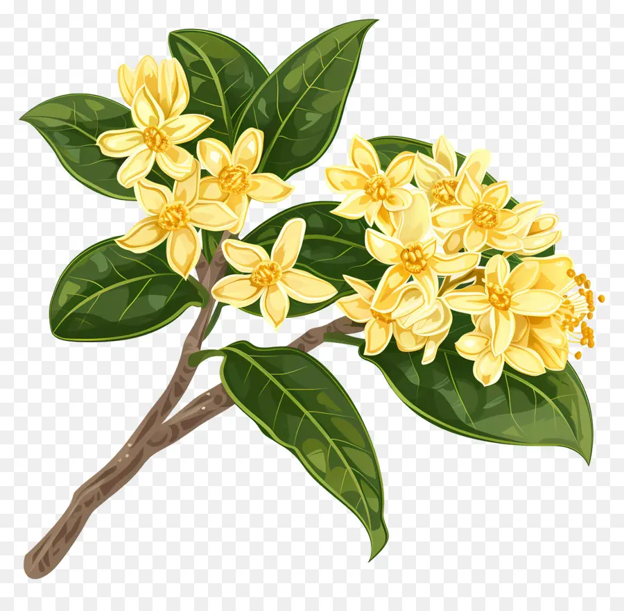 Bunga Osmanthus，Bunga Kuning PNG