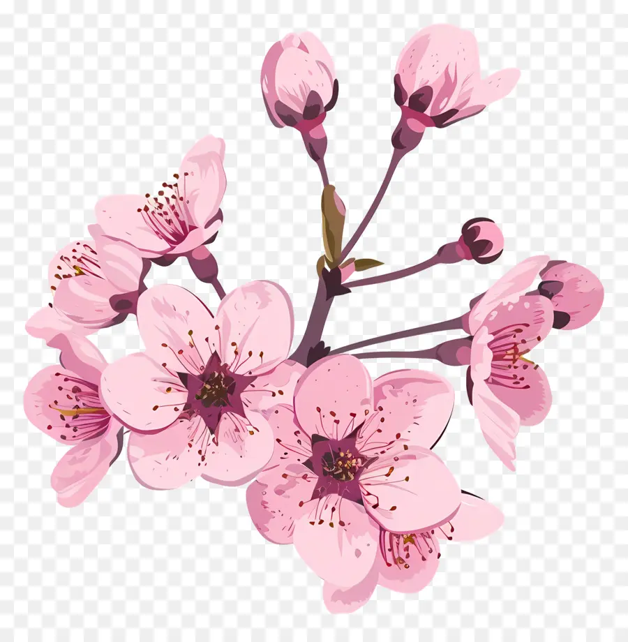 Bunga Sakura，Bunga Merah Muda PNG