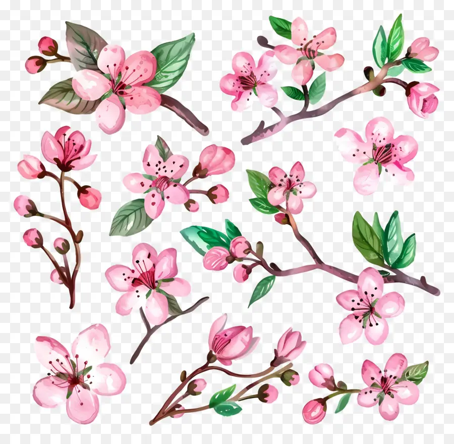 Bunga Sakura，Bunga PNG