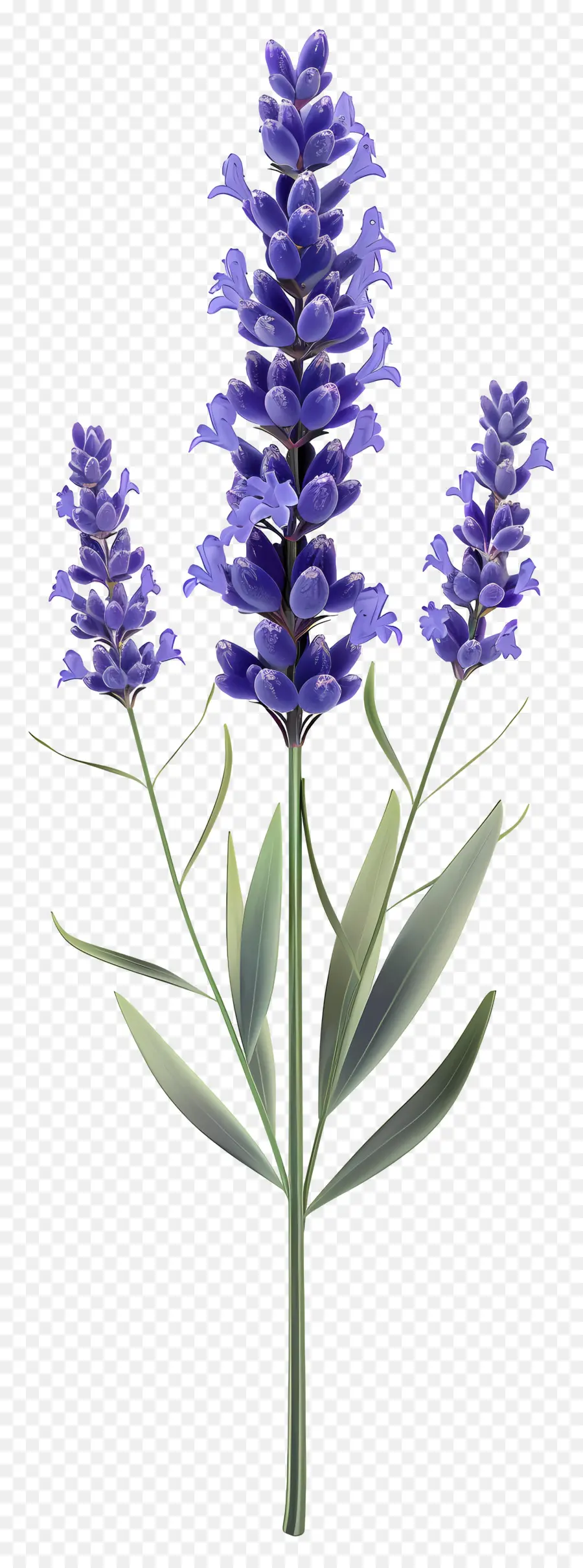 Bunga Lavender，Bunga Ungu PNG