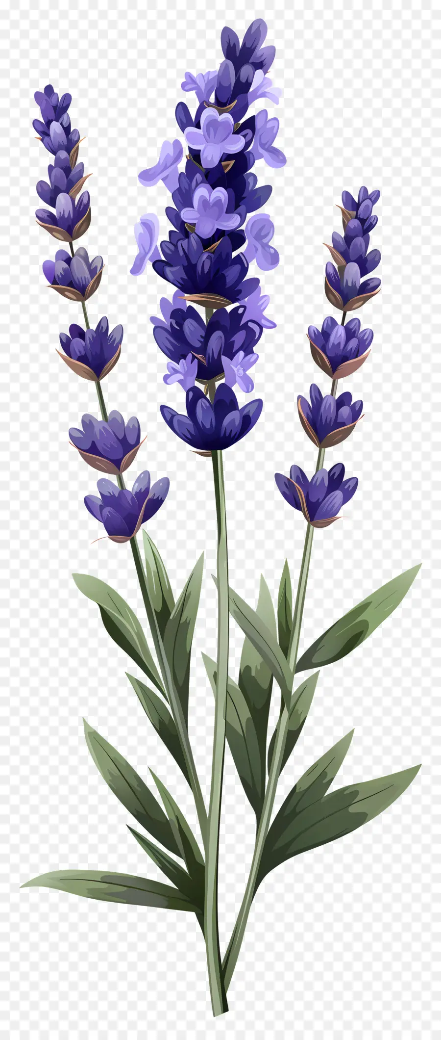 Bunga Lavender，Warna Lembayung Muda PNG