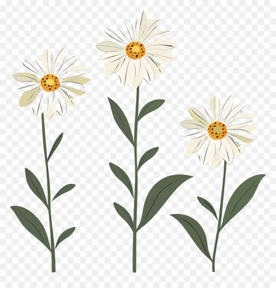 Bunga Daisy，Bunga Aster Bergambar PNG