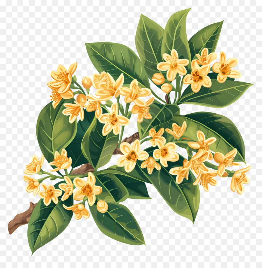 Bunga Osmanthus，Bunga Kuning PNG