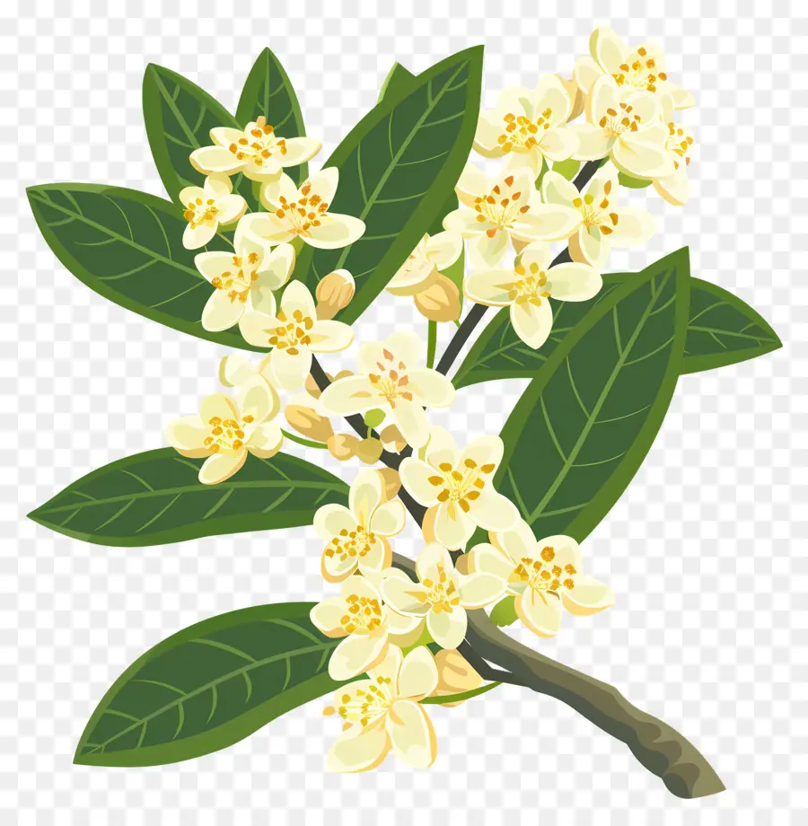 Bunga Osmanthus，Bunga Kuning PNG