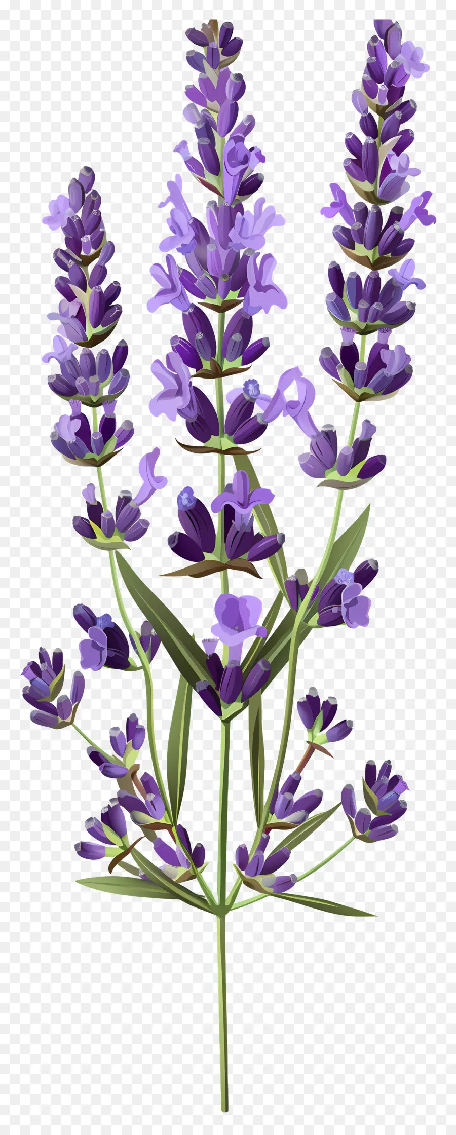 Bunga Lavender，Bunga Ungu PNG