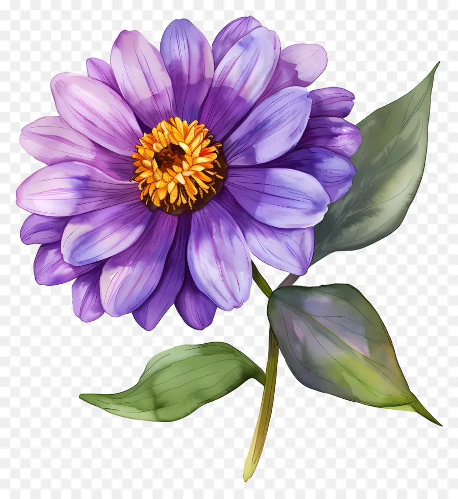 Bunga Dahlia，Bunga PNG