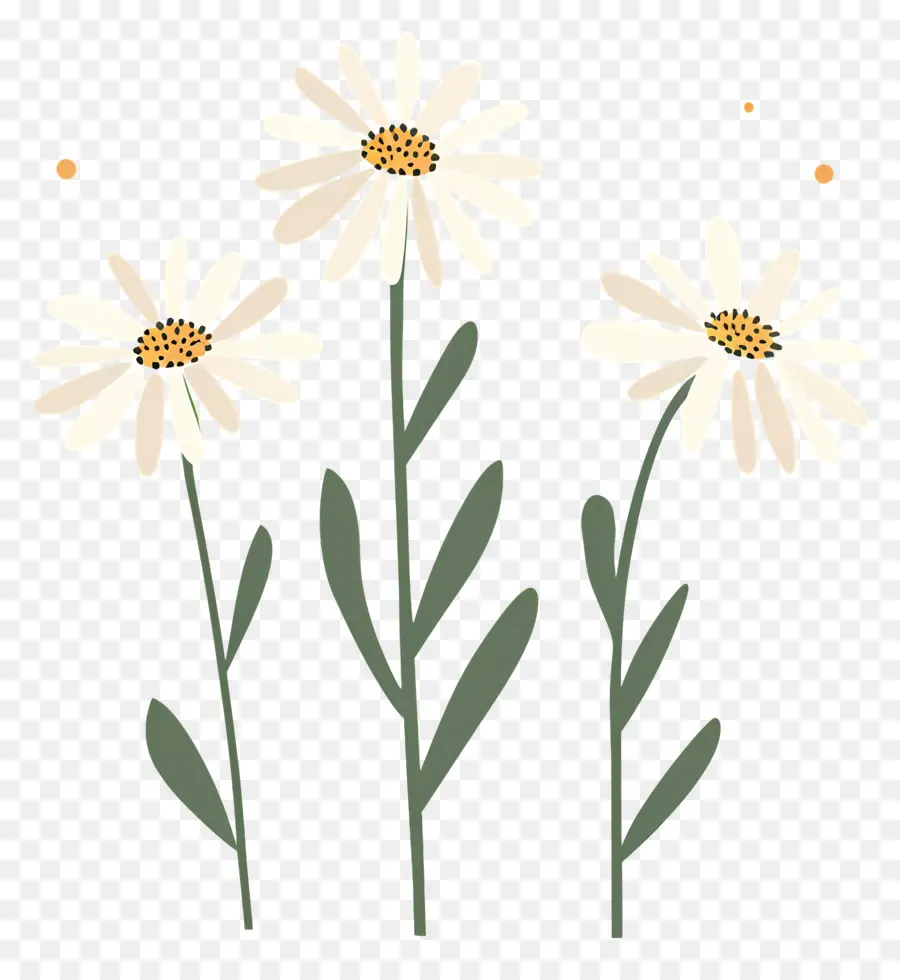 Bunga Daisy，Bunga Aster Bergambar PNG