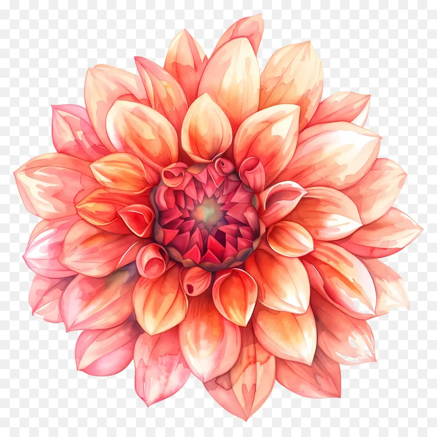 Bunga Dahlia，Bunga Jeruk PNG