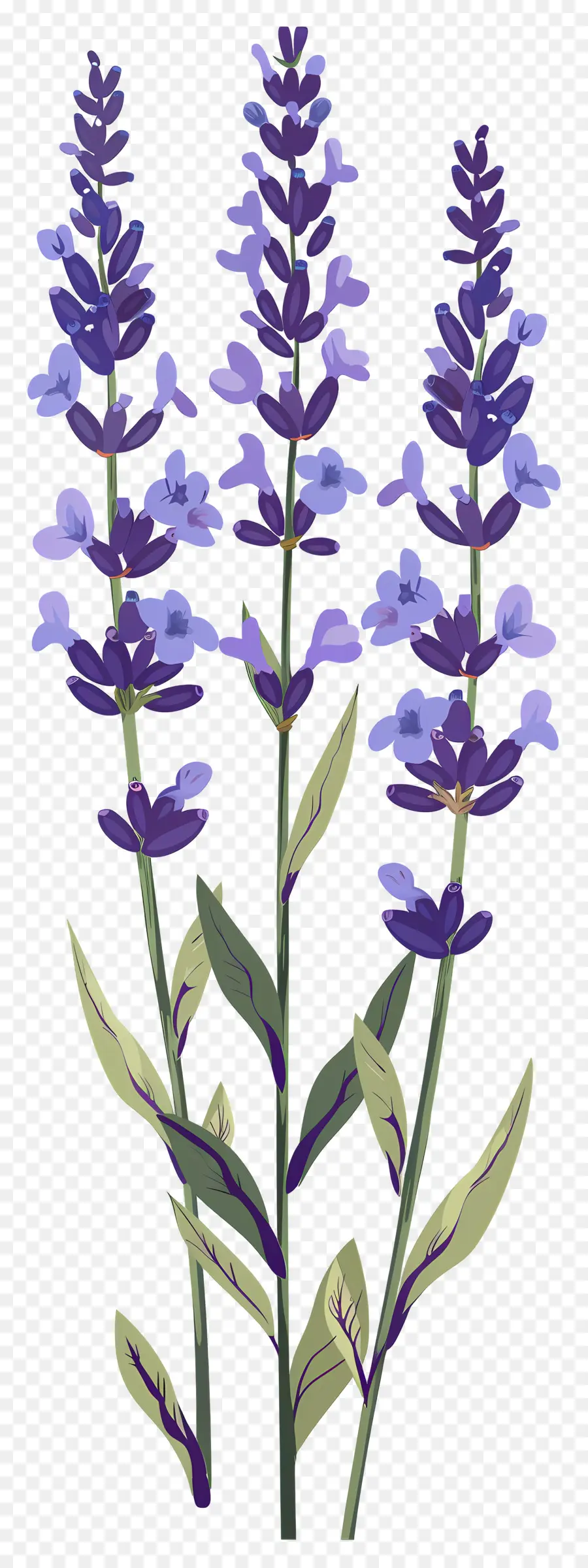 Bunga Lavender，Warna Lembayung Muda PNG