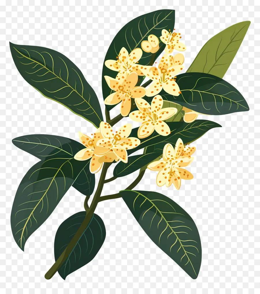 Bunga Osmanthus，Bunga Kuning PNG