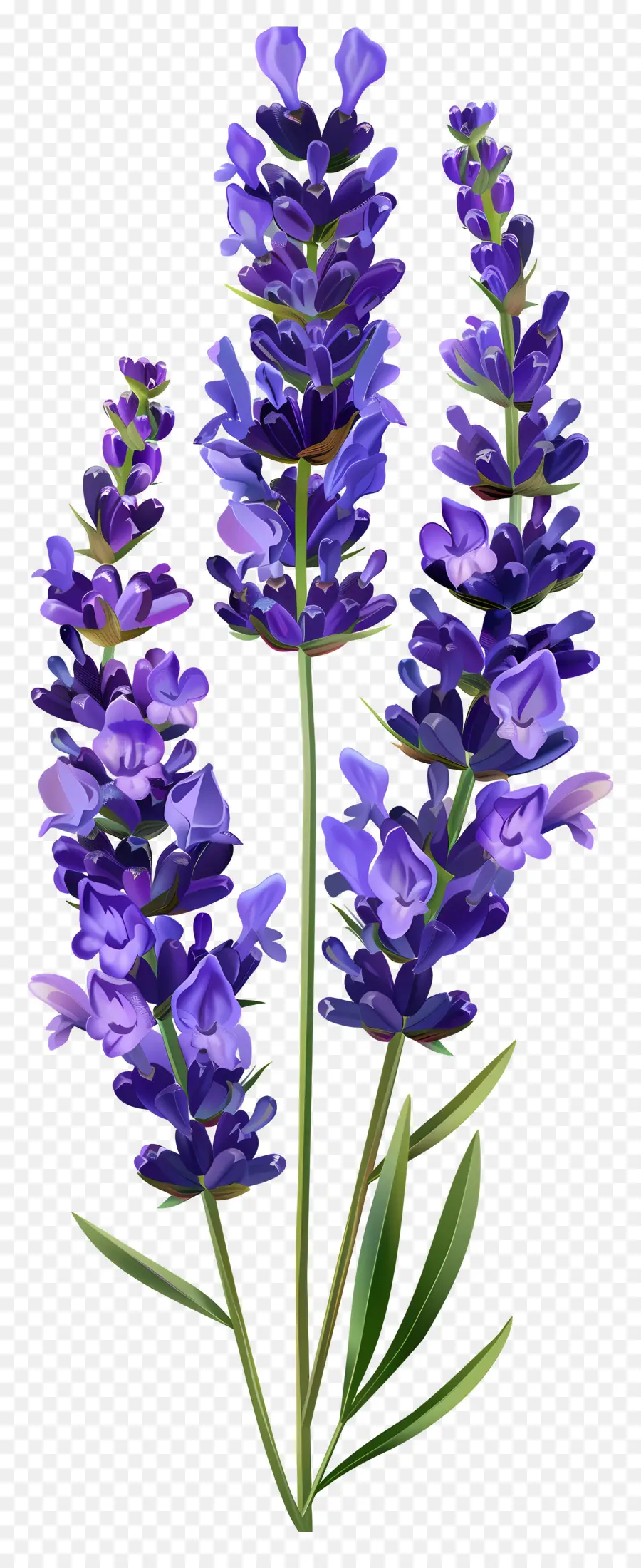 Bunga Lavender，Bunga Ungu PNG