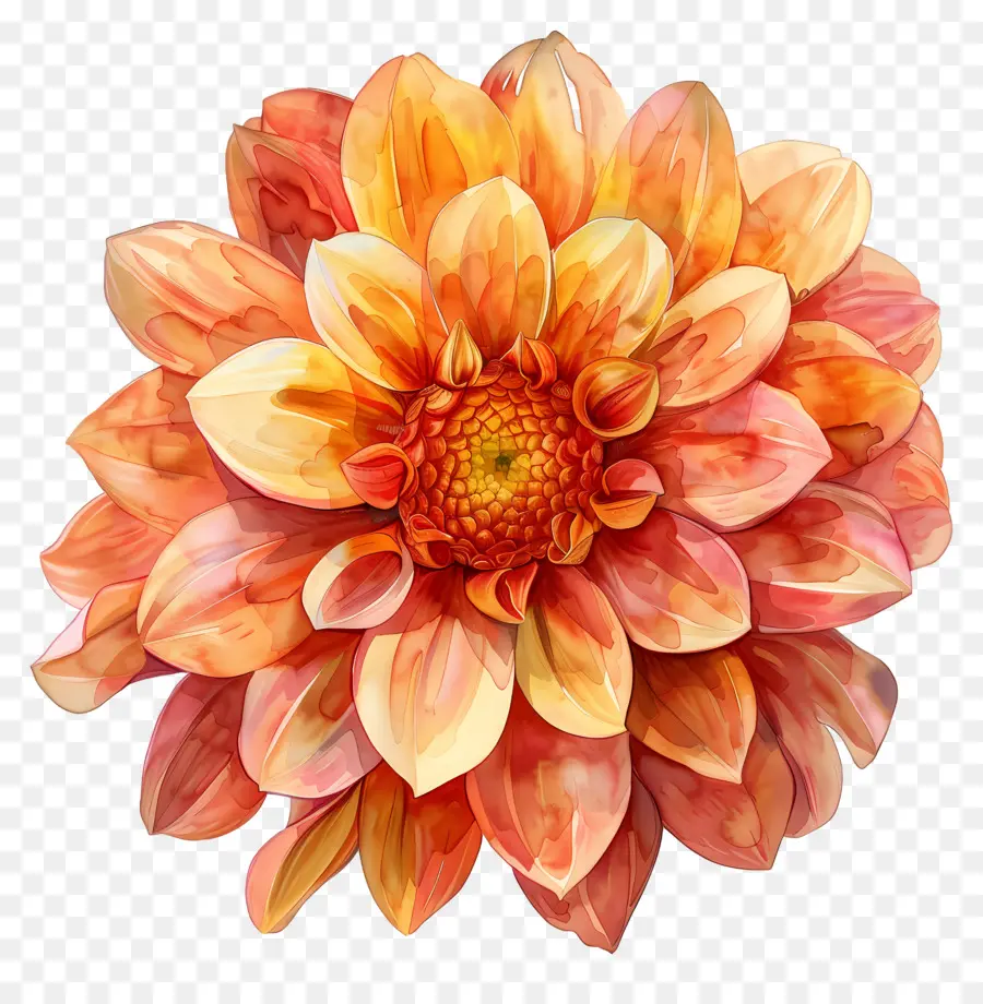 Bunga Dahlia，Bunga Kuning Dan Merah Muda PNG