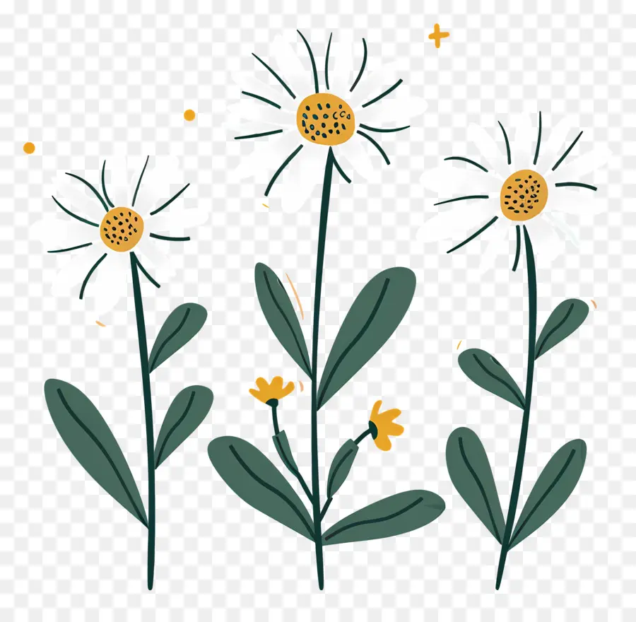 Bunga Daisy，Aster Doodle PNG