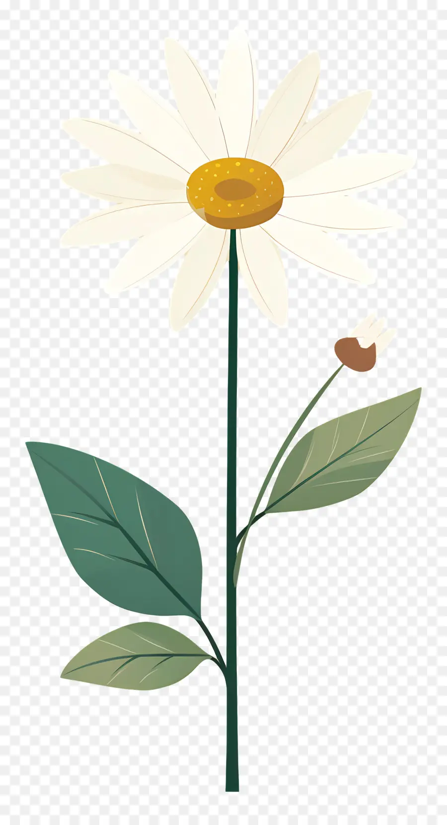 Bunga Daisy，Minimal Daisy PNG