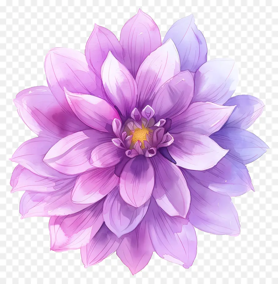 Bunga Dahlia，Bunga PNG