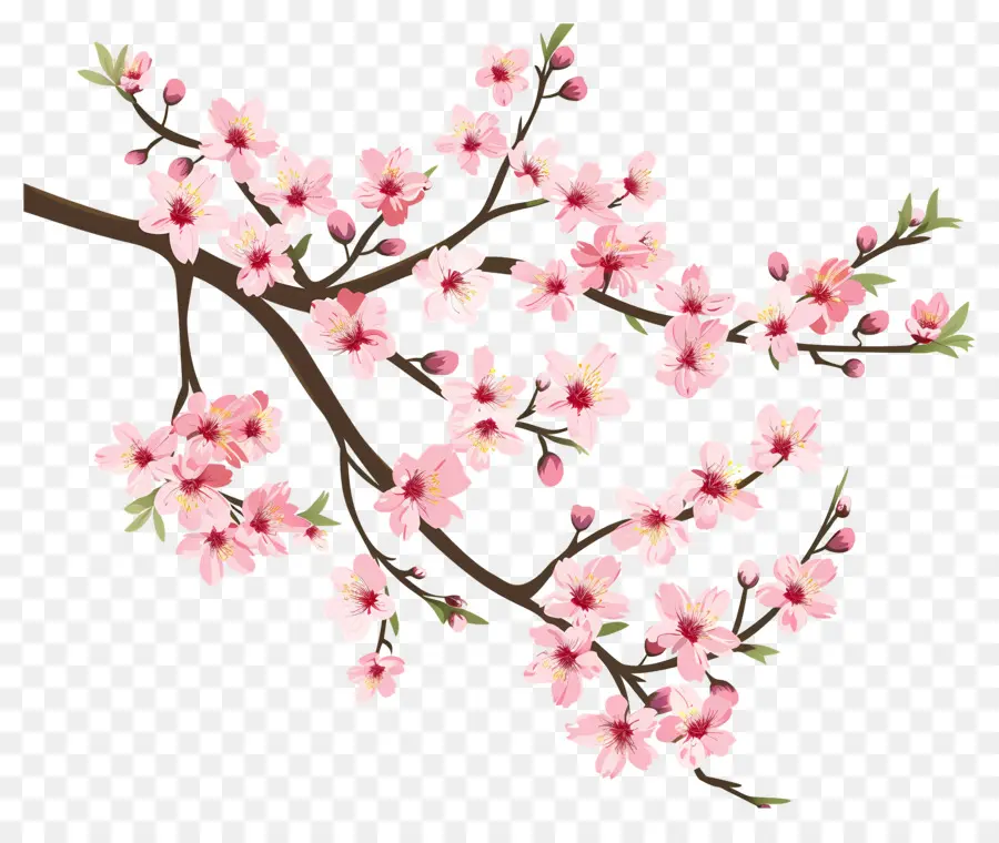 Bunga Sakura，Bunga PNG