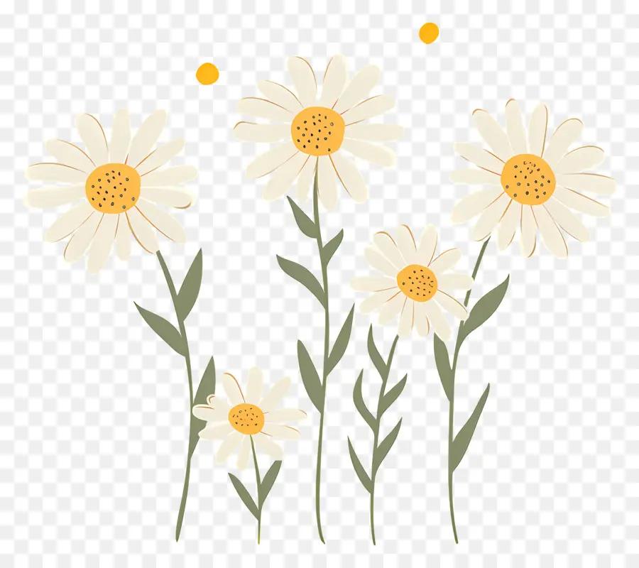 Bunga Daisy，Bunga Aster Bergambar PNG