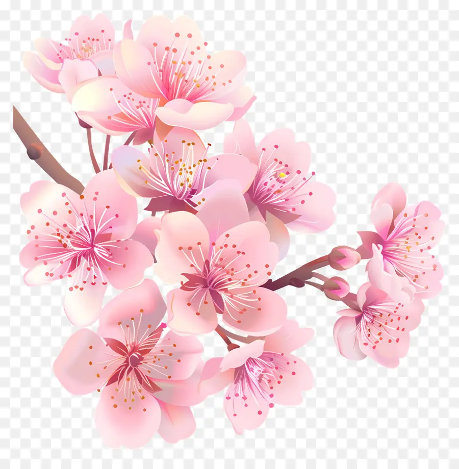 Bunga Sakura，Bunga Merah Muda PNG