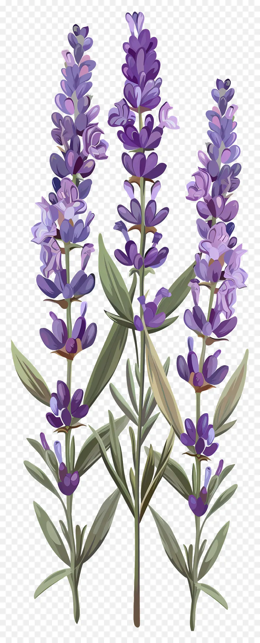 Bunga Lavender，Warna Lembayung Muda PNG