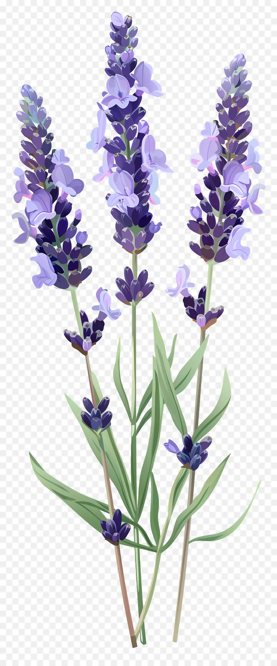 Bunga Lavender，Bunga Ungu PNG