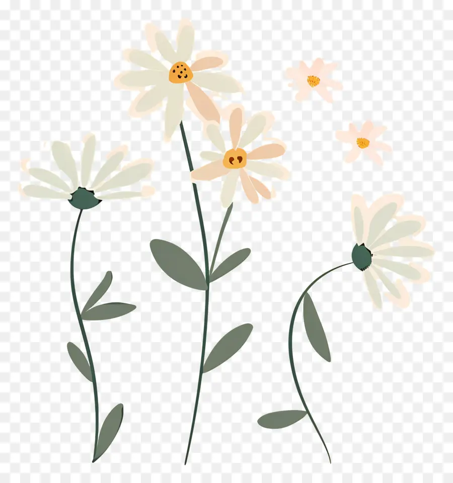 Bunga Daisy，Bunga Aster Bergambar PNG